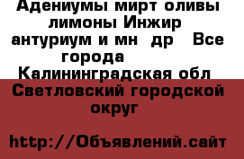 Адениумы,мирт,оливы,лимоны,Инжир, антуриум и мн .др - Все города  »    . Калининградская обл.,Светловский городской округ 